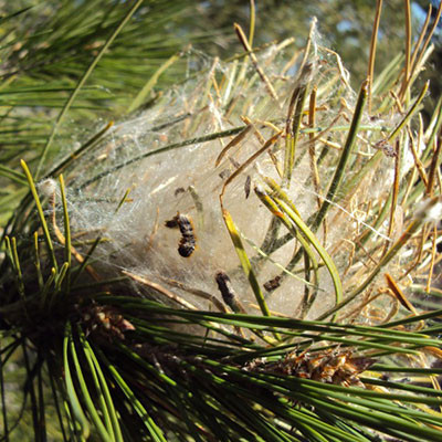 Le nid d’hiver de la chenille processionnaire : un bon indicateur